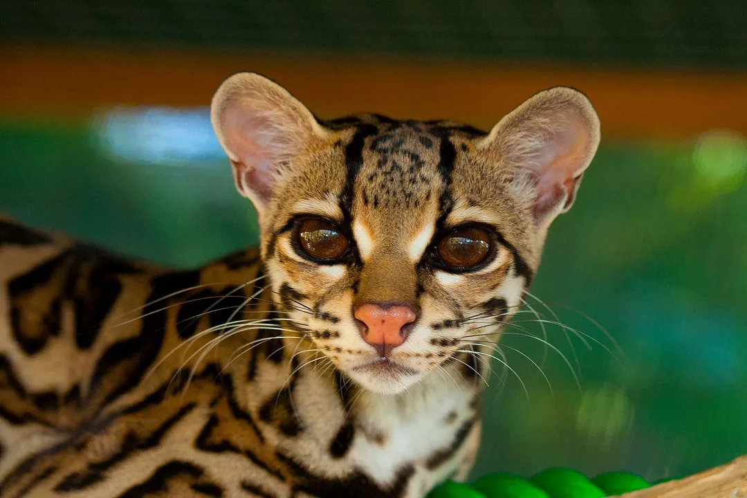 Is margay an omnivore?, Dietary Staples