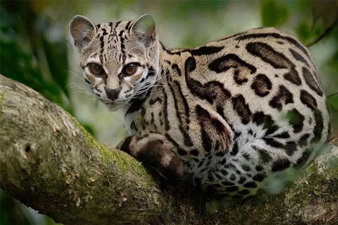 Is margay an omnivore?