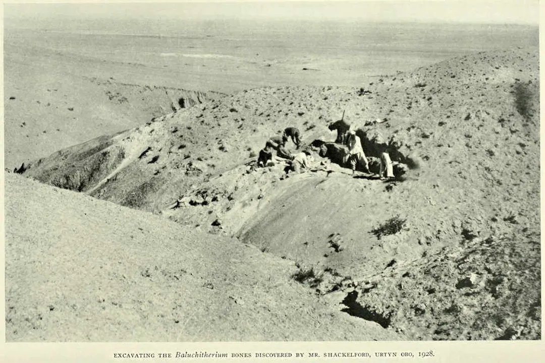 Is paraceratherium a true rhino?, Colossal Stature