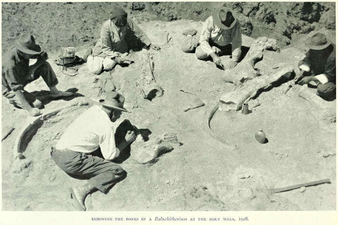 Is paraceratherium a true rhino?, Skeletal Clues