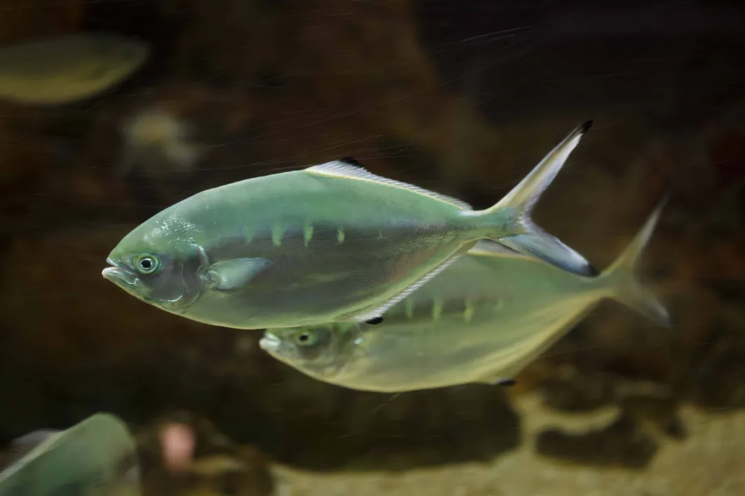 Is pompano a bony fish?