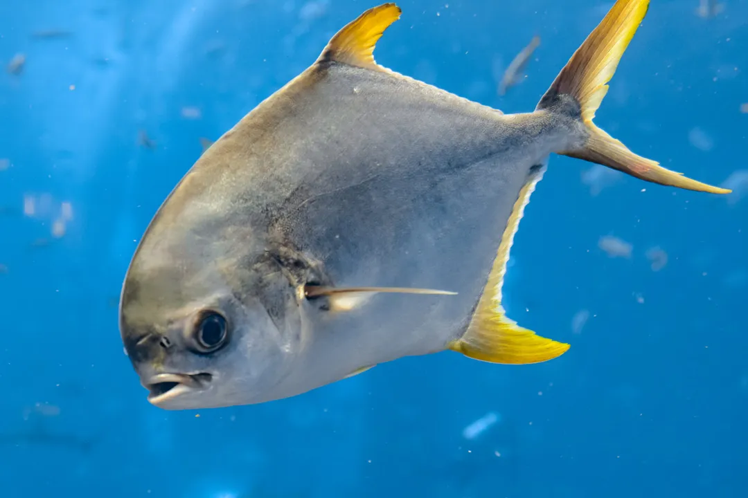Is pompano a bony fish?, Pompano Varieties