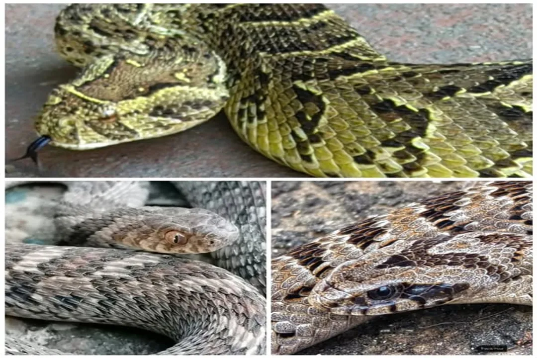 Is rhombic egg eater venomous?