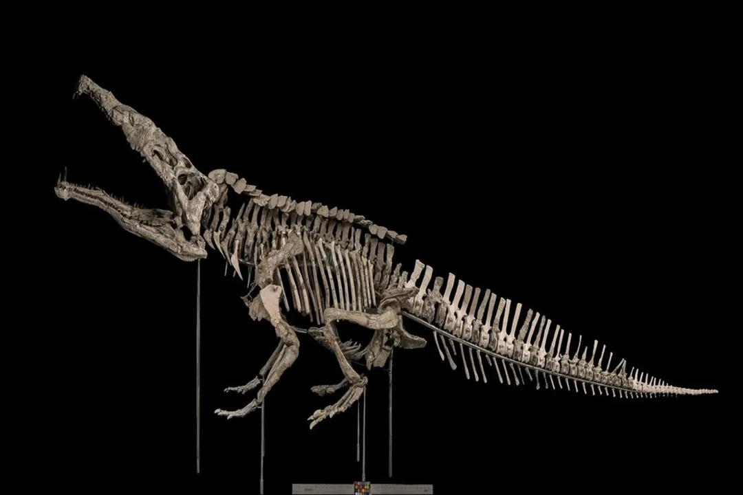 Is Smilosuchus related to modern crocodiles?, Shared Ancestry