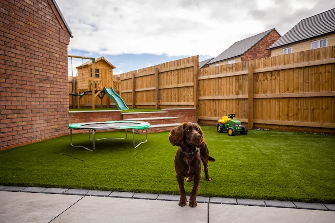 Is sweet alyssum pet safe?, Toxicity Status