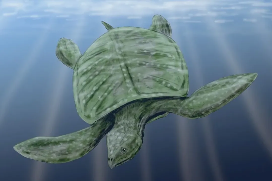 Is the Archelon turtle still alive?, Immense Scale