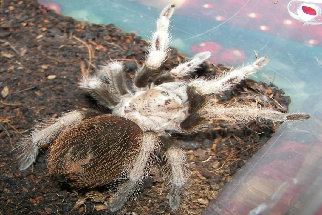 Is the Arizona blonde tarantula arboreal or terrestrial?