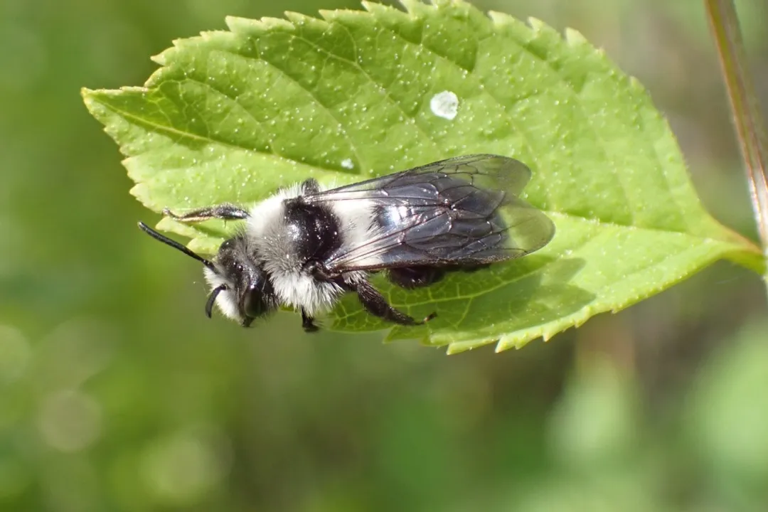 Is the ashy mining bee rare?