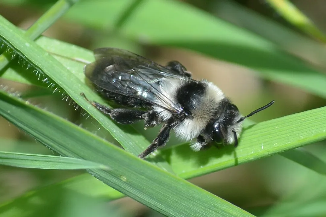 Is the ashy mining bee rare?, Ground Nesting