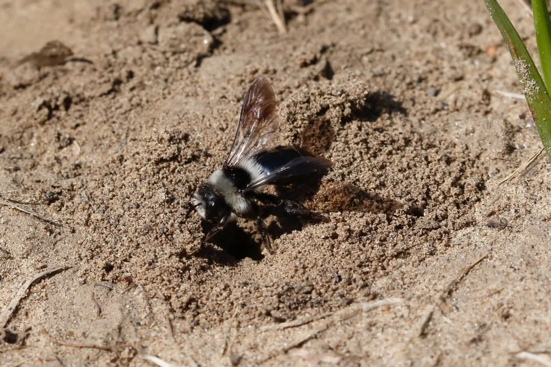 Is the ashy mining bee rare?, Flight Season Specificity