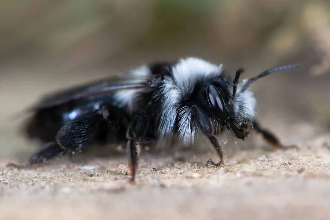 Is the ashy mining bee rare?, Distribution Status