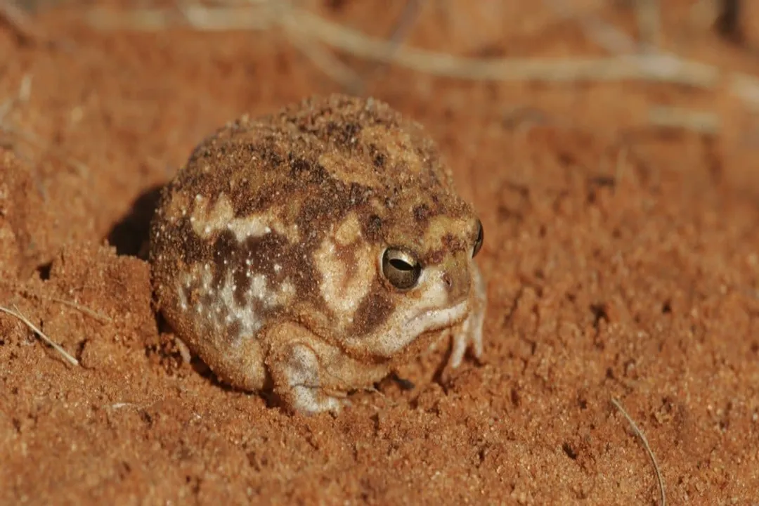 Is the desert rain frog rare?