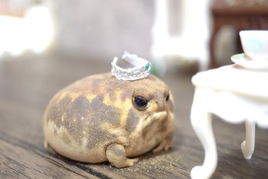 Is the desert rain frog rare?, Unique Development