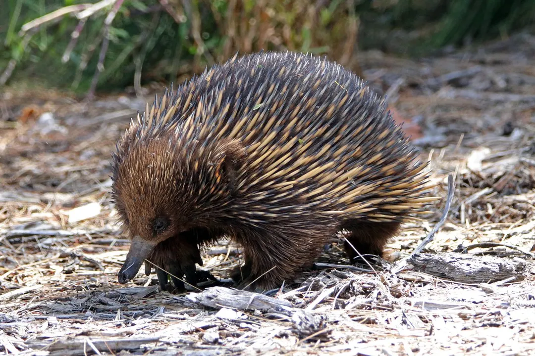 Is the echidna only found in Australia?, Two Groups