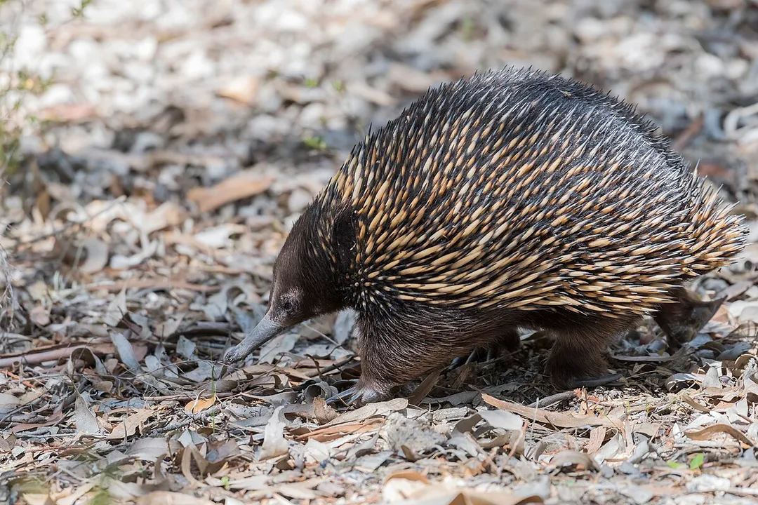 Is the echidna only found in Australia?