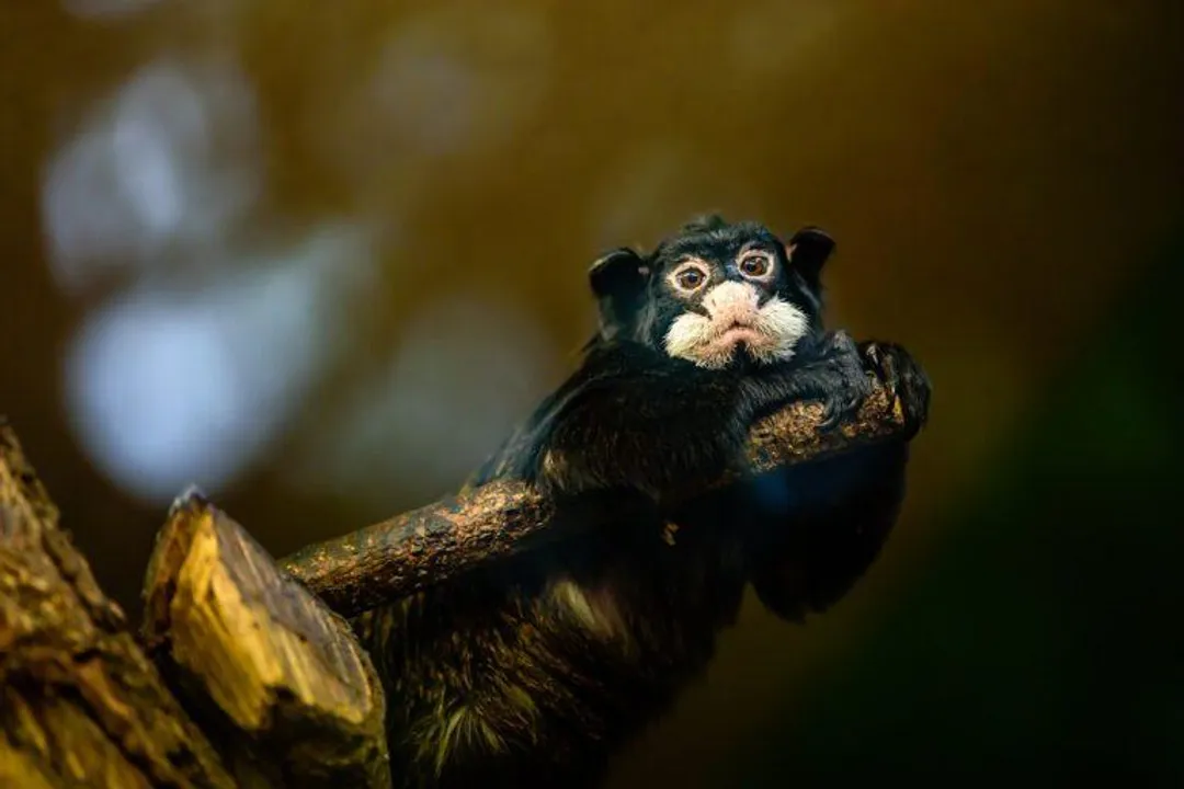 Is the emperor tamarin a new world monkey?, Primate Geography