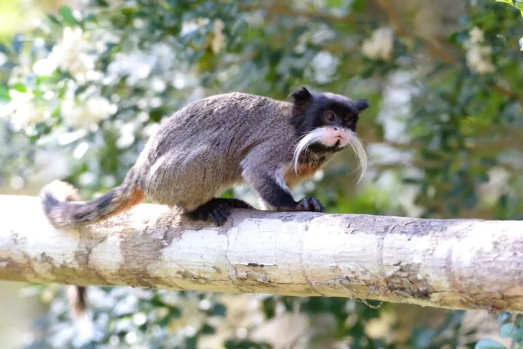 Is the emperor tamarin a new world monkey?, Royal Appearance