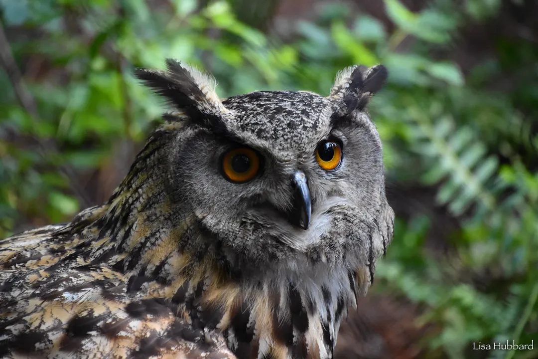 Is the Eurasian Eagle Owl the largest owl in the world?, Impressive Dimensions