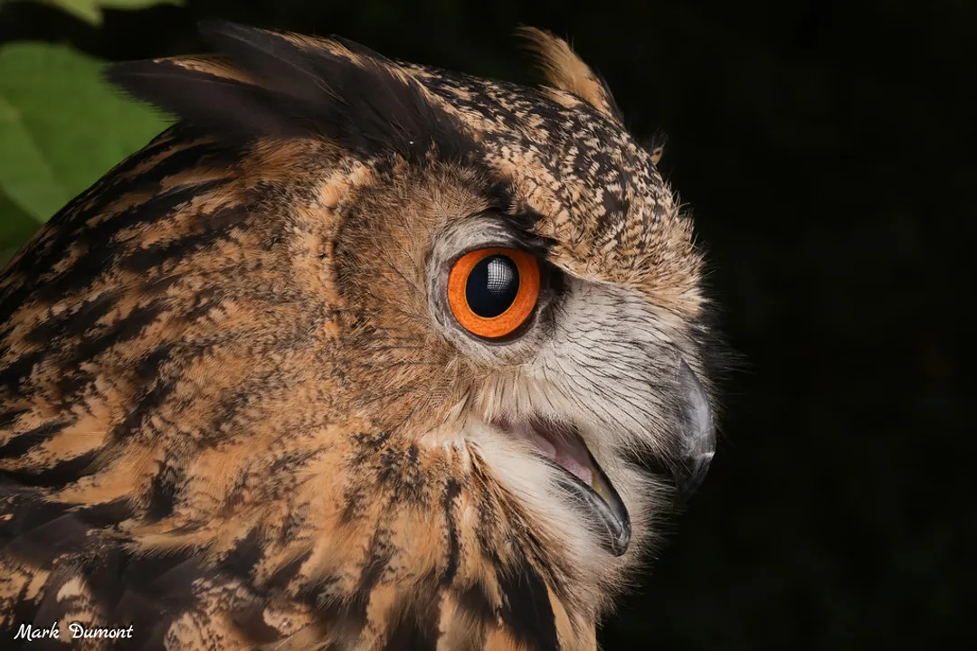 Is the Eurasian Eagle Owl the largest owl in the world?, Size Contenders
