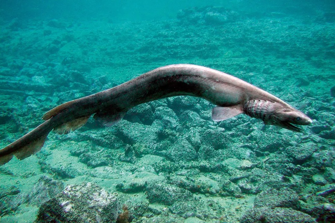 Is the frilled shark prehistoric?