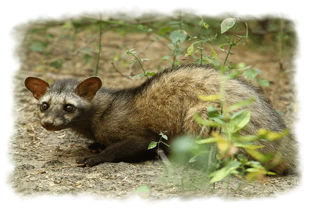 Is the Indian cobra extinct?, Taxonomic Grouping
