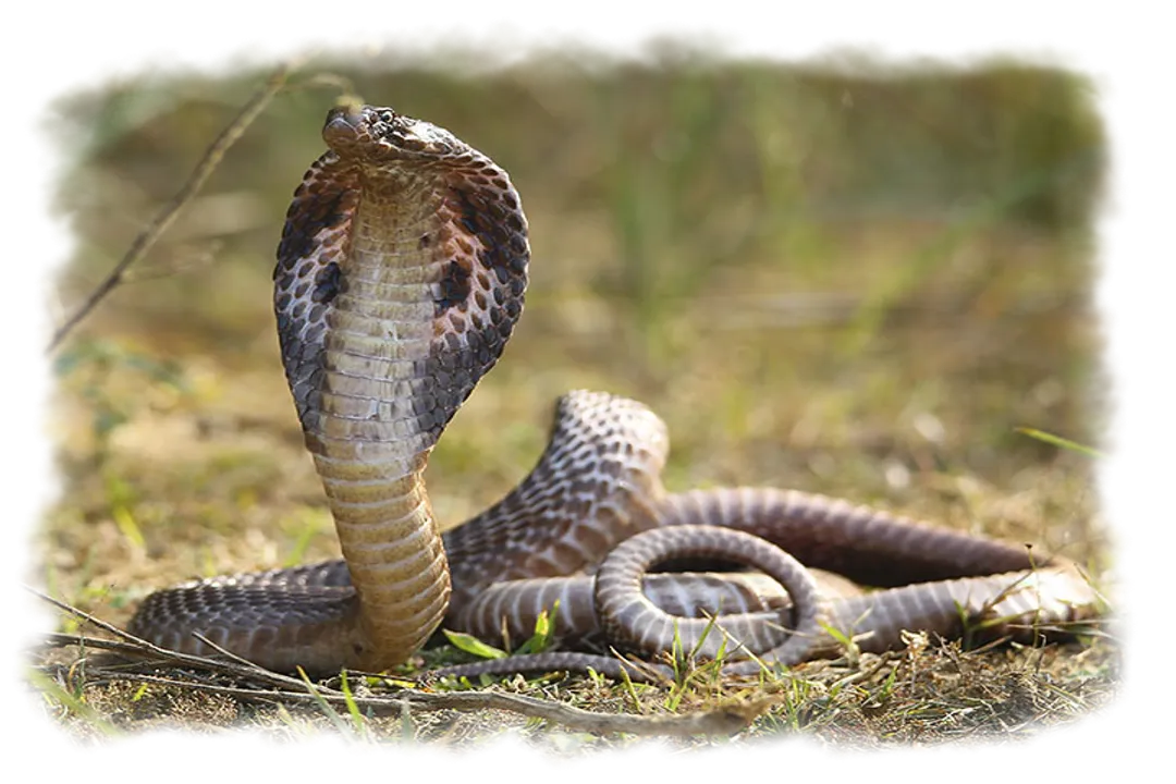 Is the Indian cobra extinct?, Hood Display