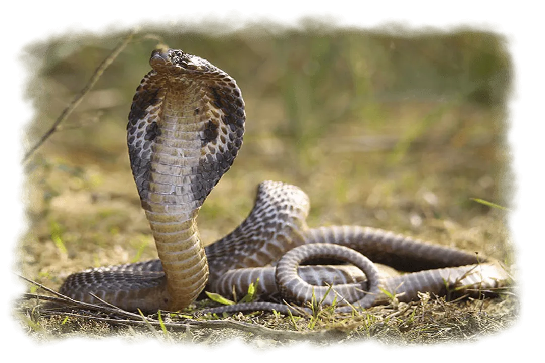 Is the Indian cobra extinct?, Current Status