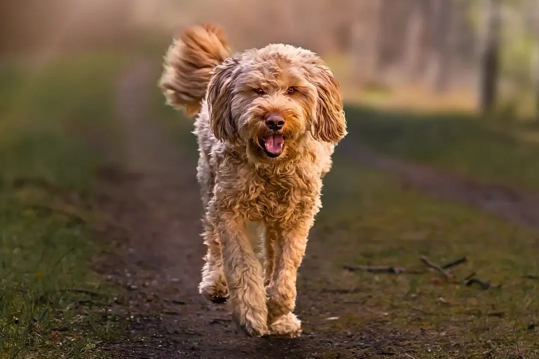 Is the Otterhound endangered?