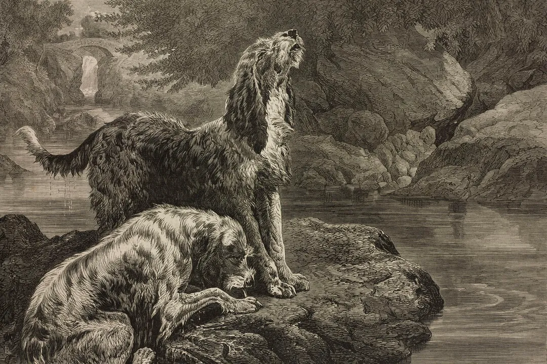 Is the Otterhound endangered?, Breed Profile