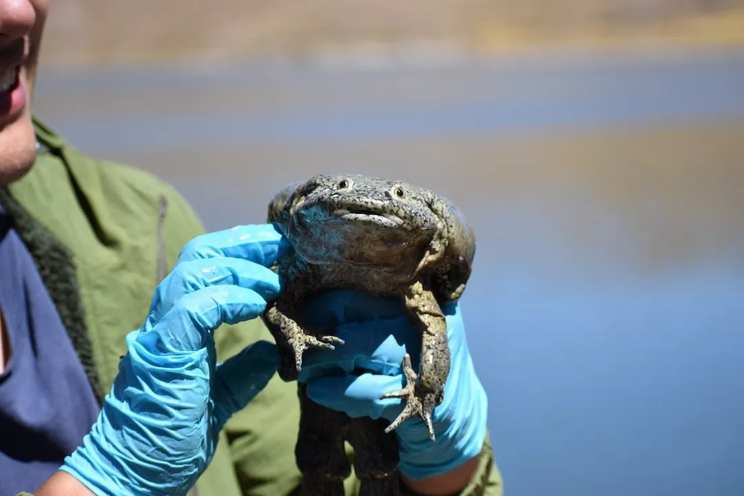 Is the scrotum frog endangered?, Lake Dweller