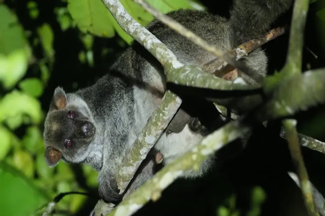 Is the tree-kangaroo a mammal?, Marsupial Identity