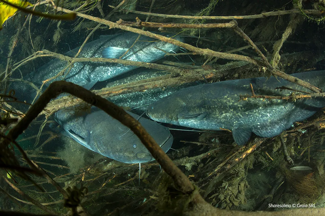 Is the wels catfish invasive?, Invasive Designation