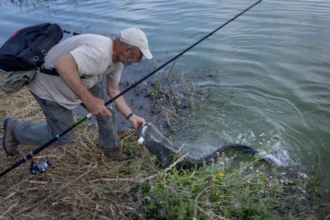 Is the wels catfish invasive?, Eurasian Origins