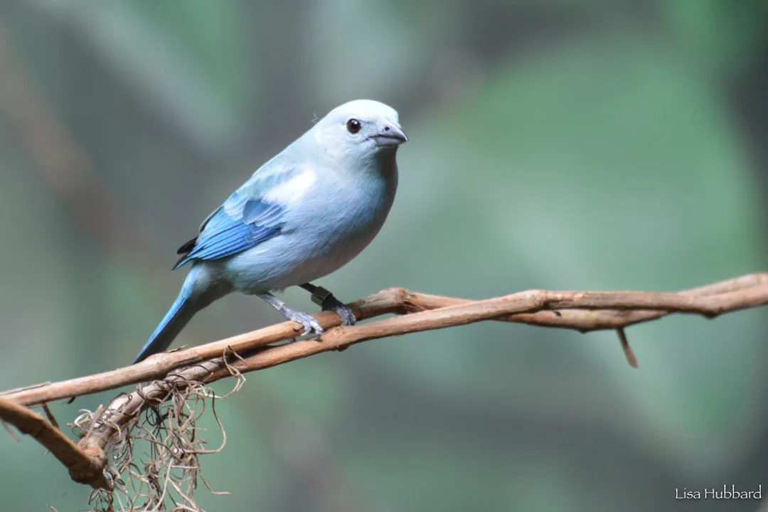 Is there a blue tanager?