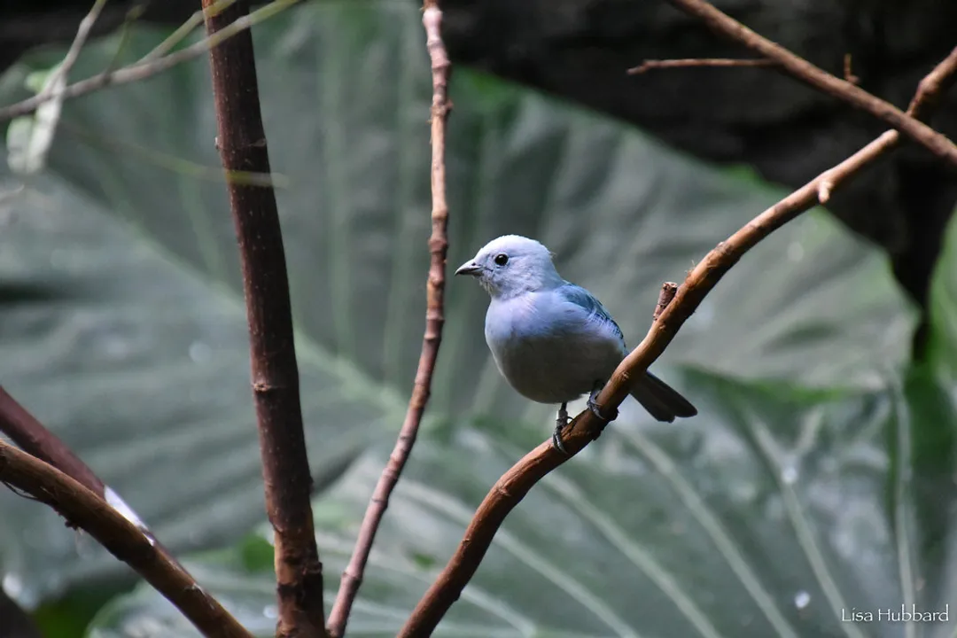 Is there a blue tanager?, Plumage Description