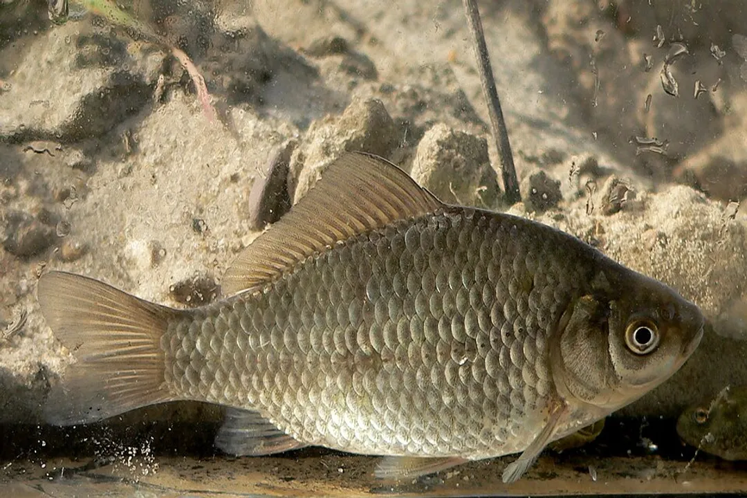 Is there crucian carp in the USA?, Native Range
