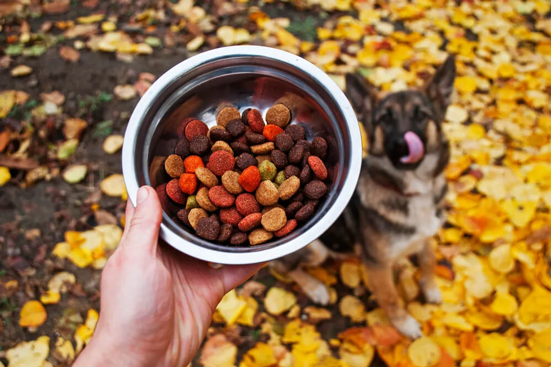 Is wet or dry food better for German Shepherds?, Mixing and Hydration