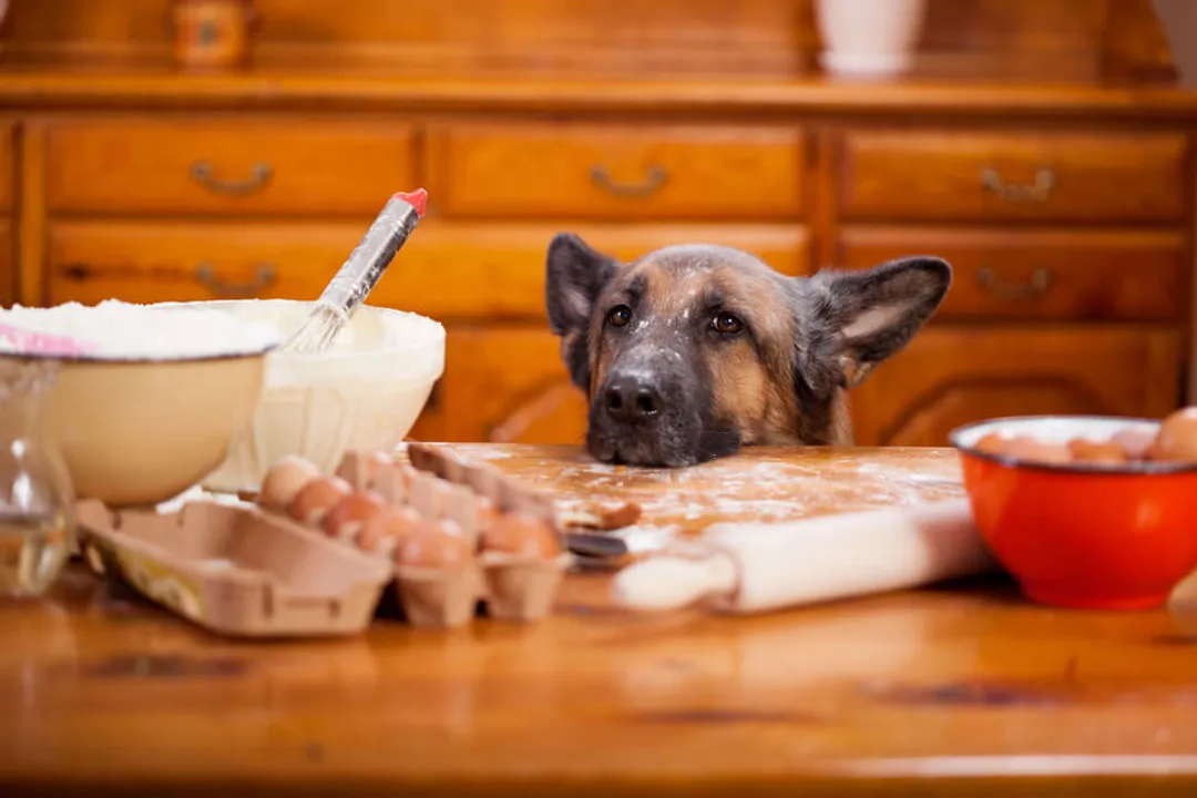 Is wet or dry food better for German Shepherds?, Breed Specific Nutrition