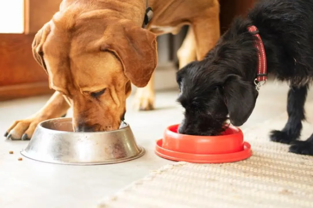 Is wet or dry food better for German Shepherds?, Dry Kibble