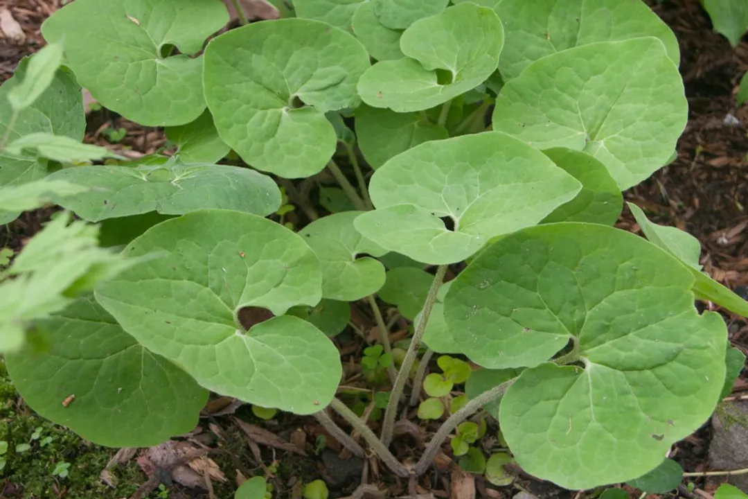 Is wild ginger poisonous to humans?, Species Variability