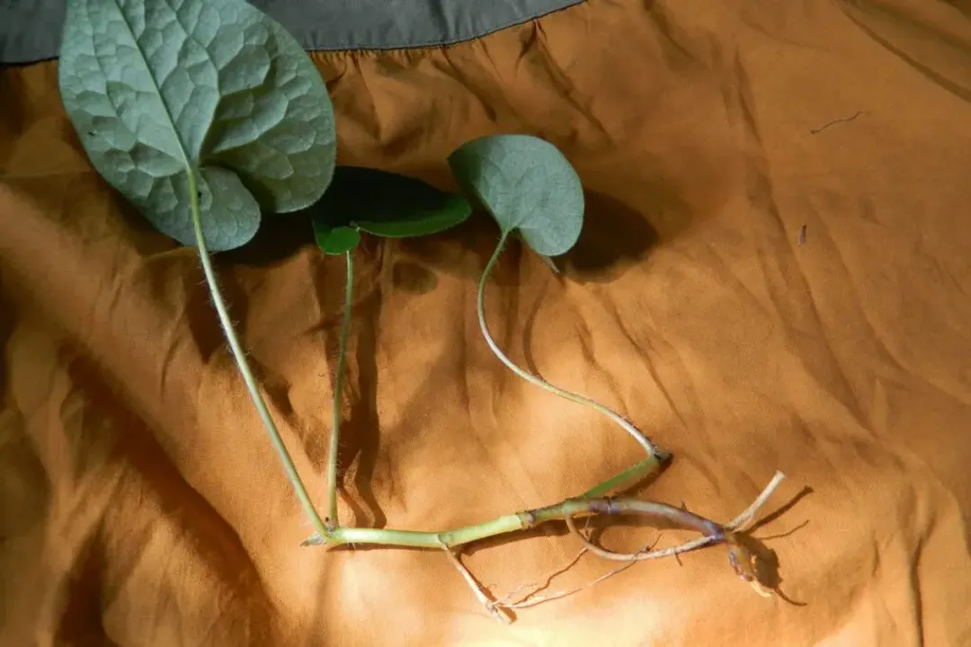 Is wild ginger poisonous to humans?