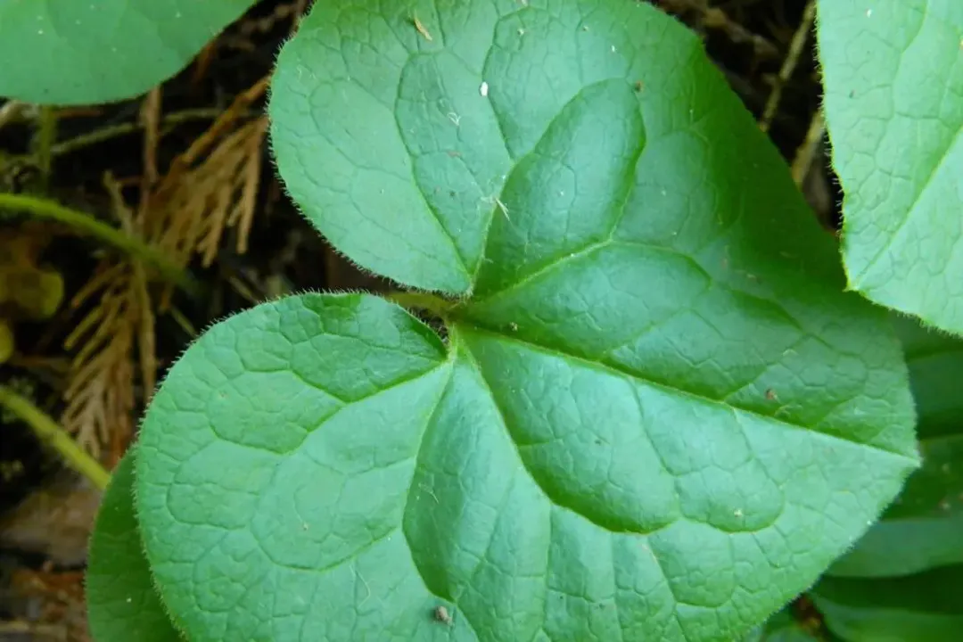 Is wild ginger poisonous to humans?, Botanical Identity