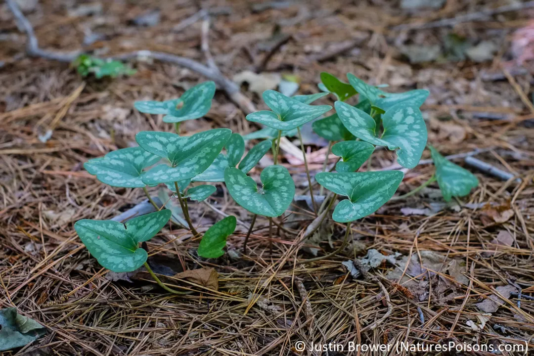 Is wild ginger poisonous to humans?, Navigating Misinformation and Historical Use