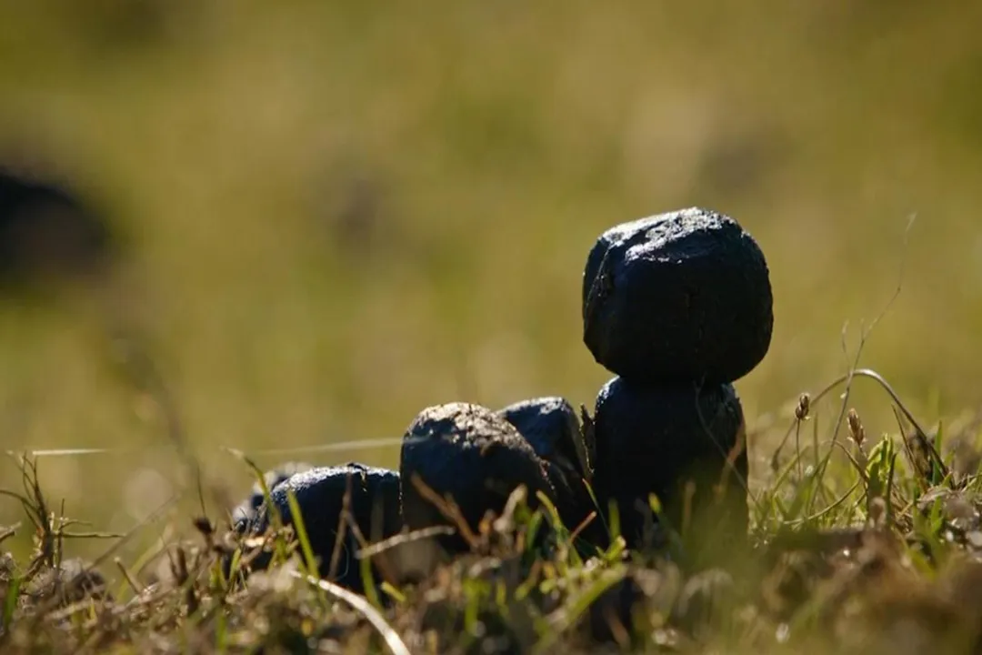 Is wombat poo shaped like a cube?, Fact Confirmation