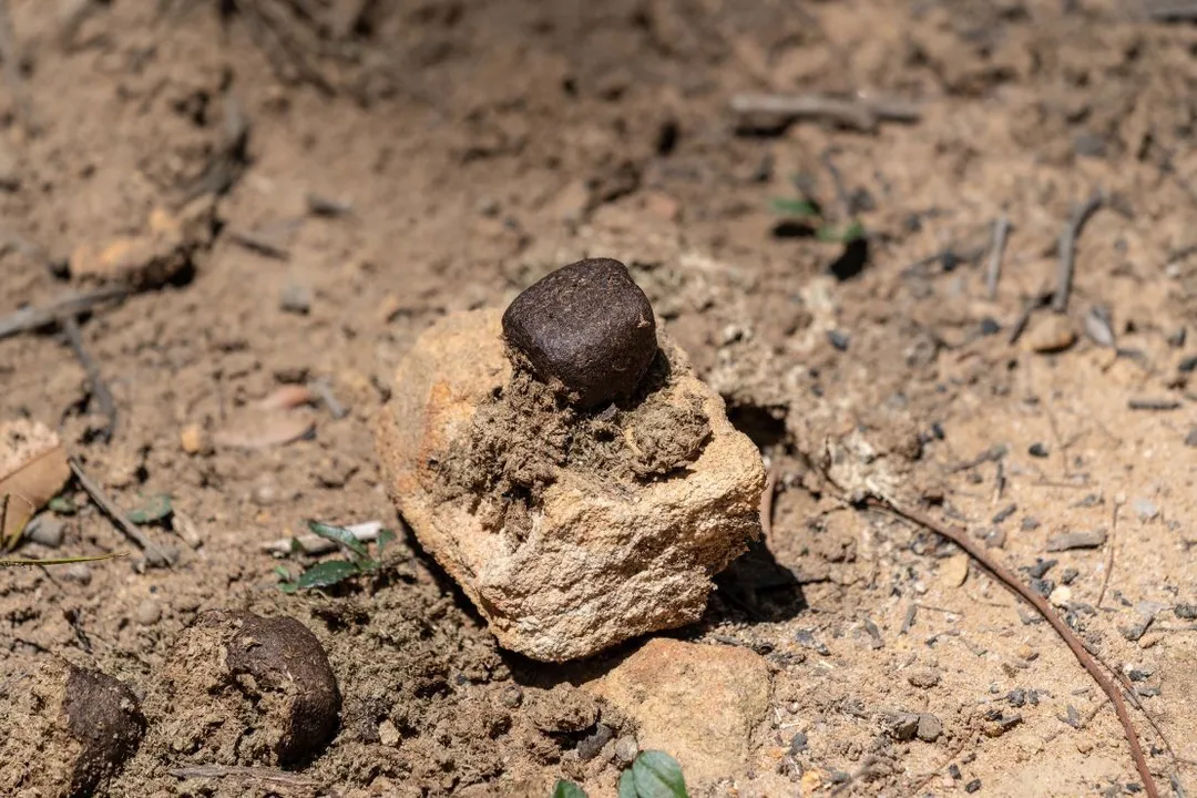 Is wombat poo shaped like a cube?, Gut Mechanics