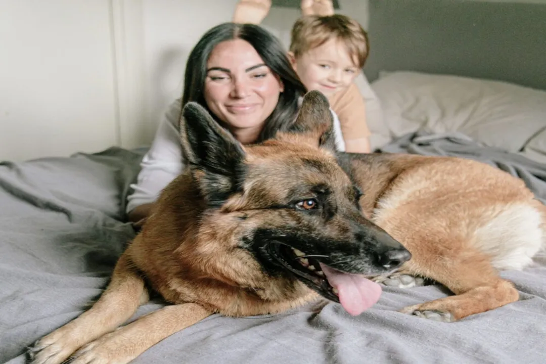 Should German Shepherds be kept indoors or outdoors?, Climate Needs