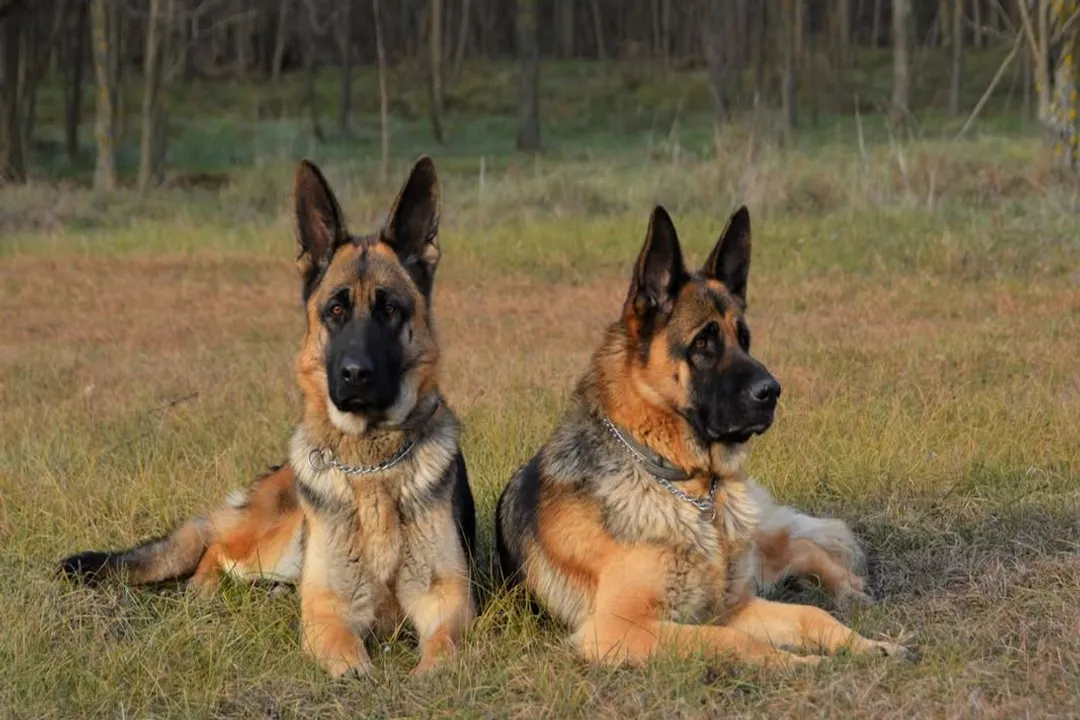 Should German Shepherds be kept indoors or outdoors?, Outdoor Living