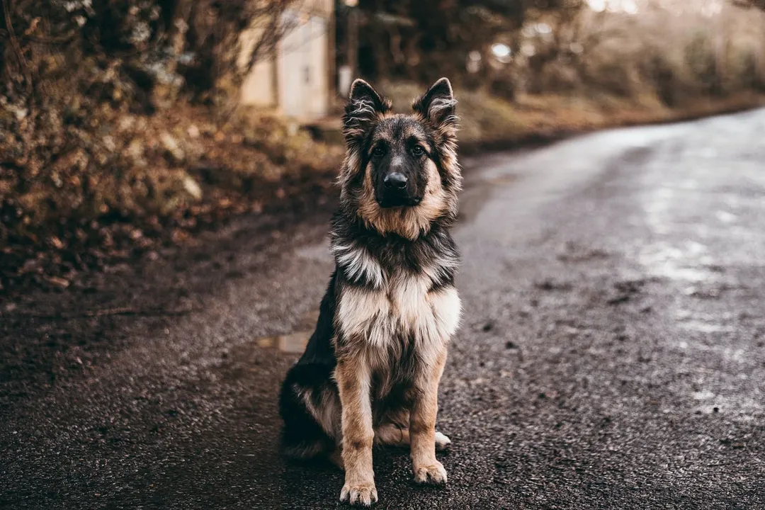 Should German Shepherds be kept indoors or outdoors?, Breed Nature