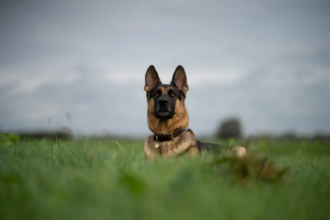 Should German Shepherds be kept indoors or outdoors?