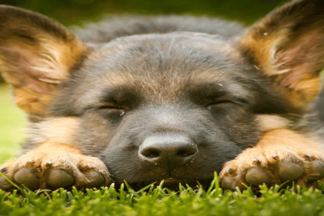 Should German Shepherds be kept indoors or outdoors?, Indoor Comfort